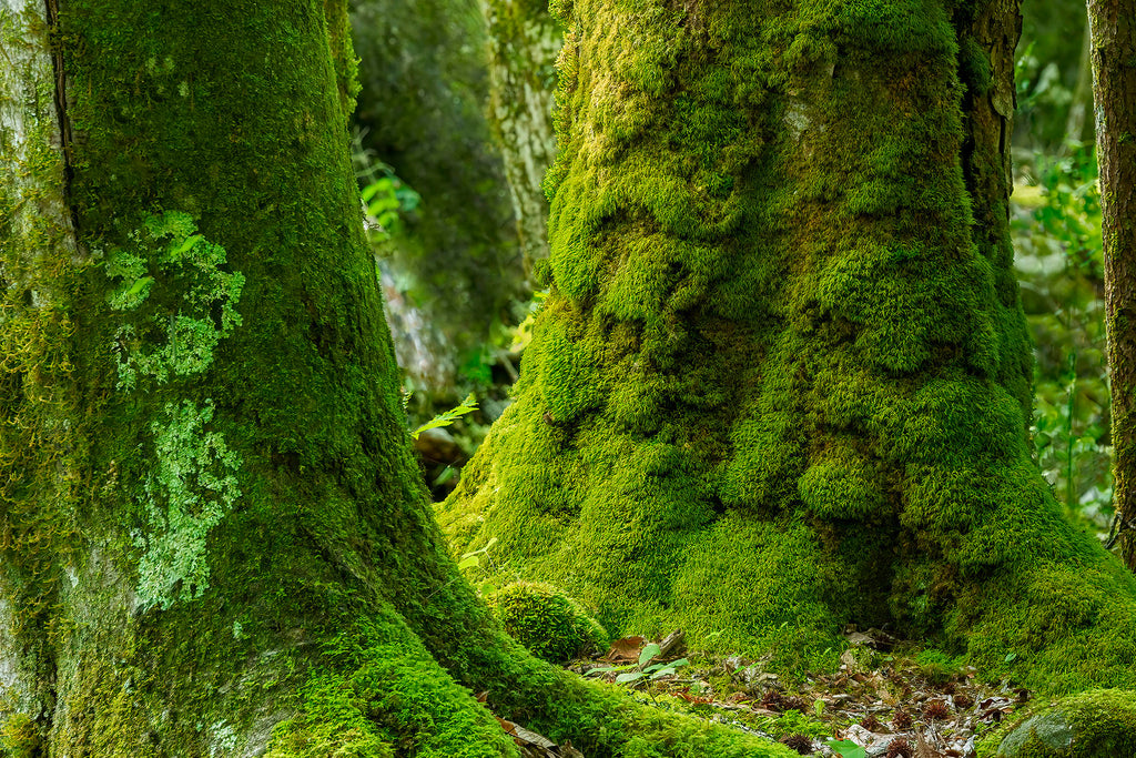 Guardians of the Spruce Fir Forest- GSM