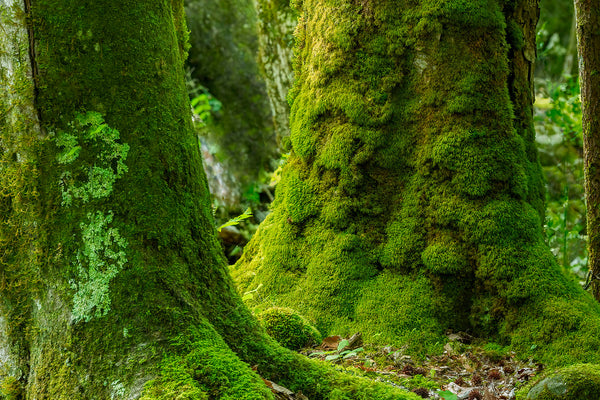 Guardians of the Spruce Fir Forest- GSM