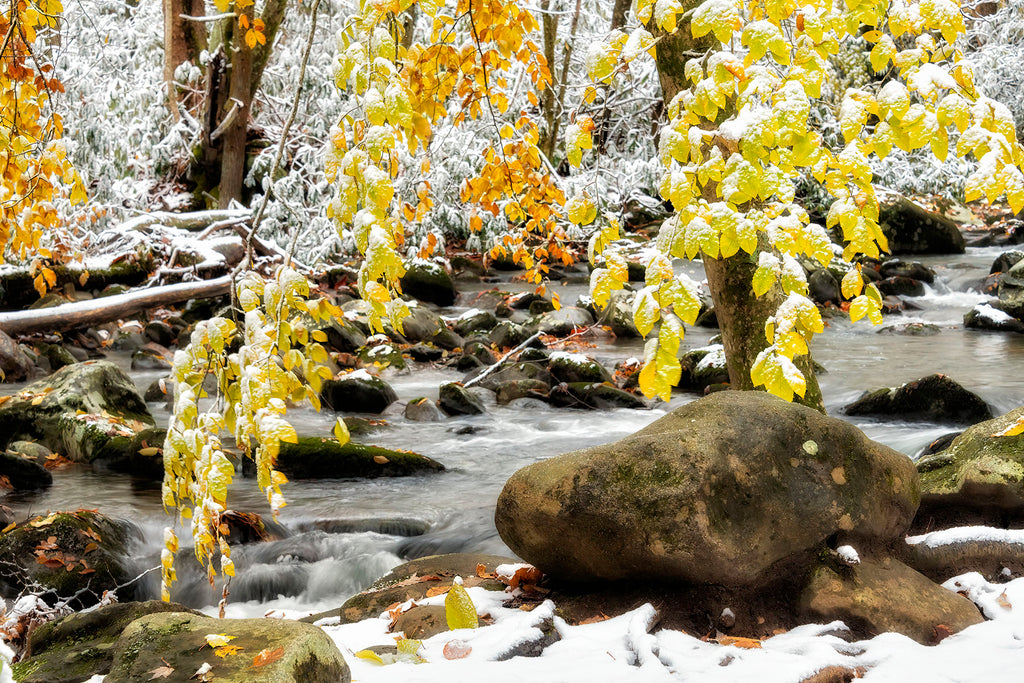 November Snow Along Porters Creek- GSM