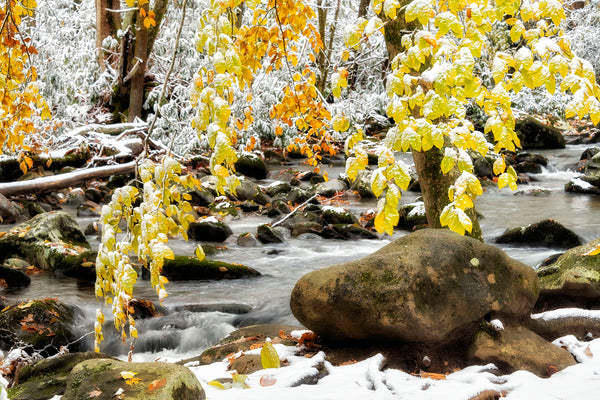 November Snow Along Porters Creek- GSM