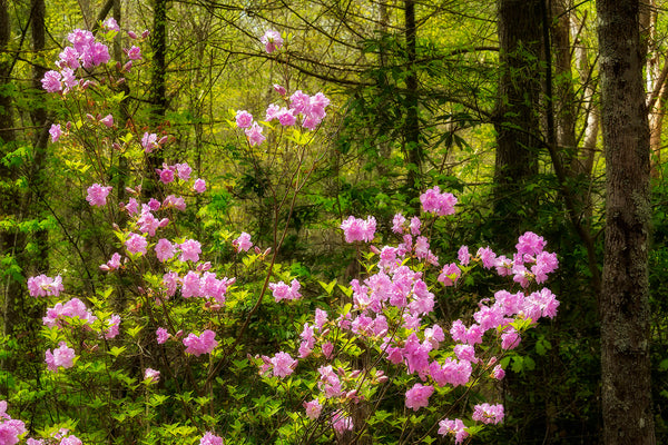 Beauty of Summer Along Cosby Creek- GSM