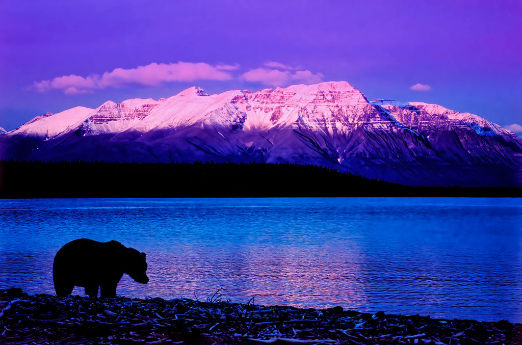 Evening Stroll At Naknek Lake- Grizzly