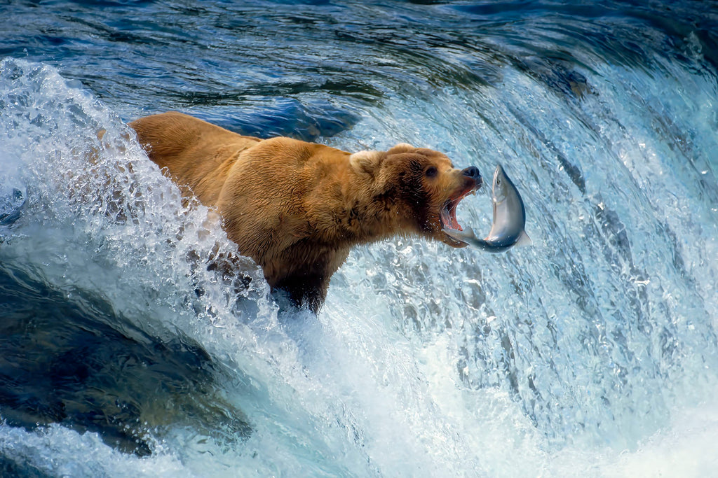 Timing- Grizzly/Salmon