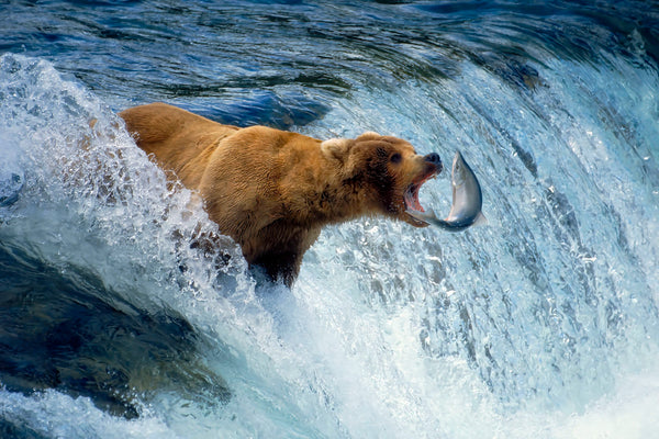 Timing- Grizzly/Salmon