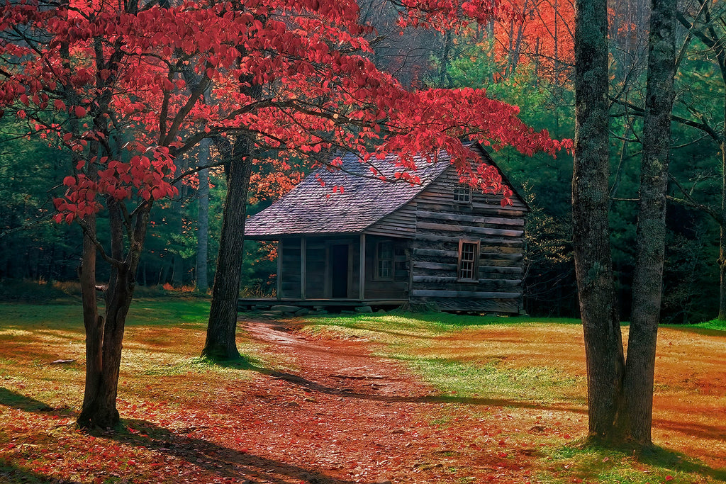 Autumn Canopy At Carter-Shields Cabin- Cades Cove