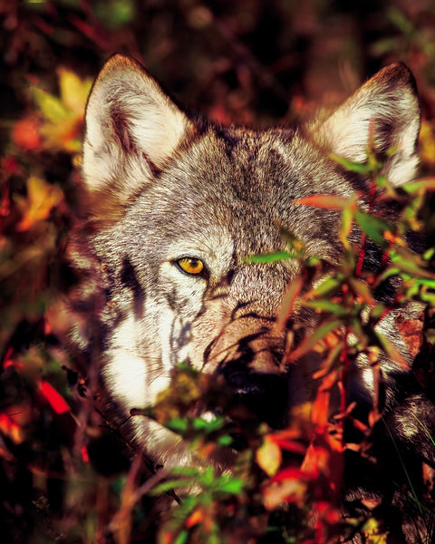 Hidden Observer- Grey Wolf