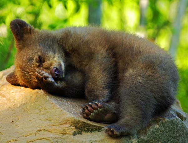 "Cradle In The Forest" - Black Bear Cub