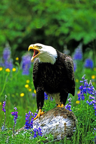 "Cry In The Wilderness" - Eagle