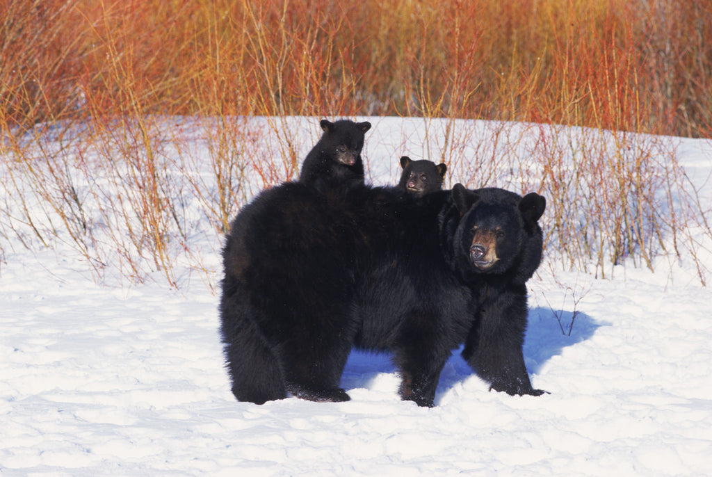 "Family Outing" - Black Bear Family