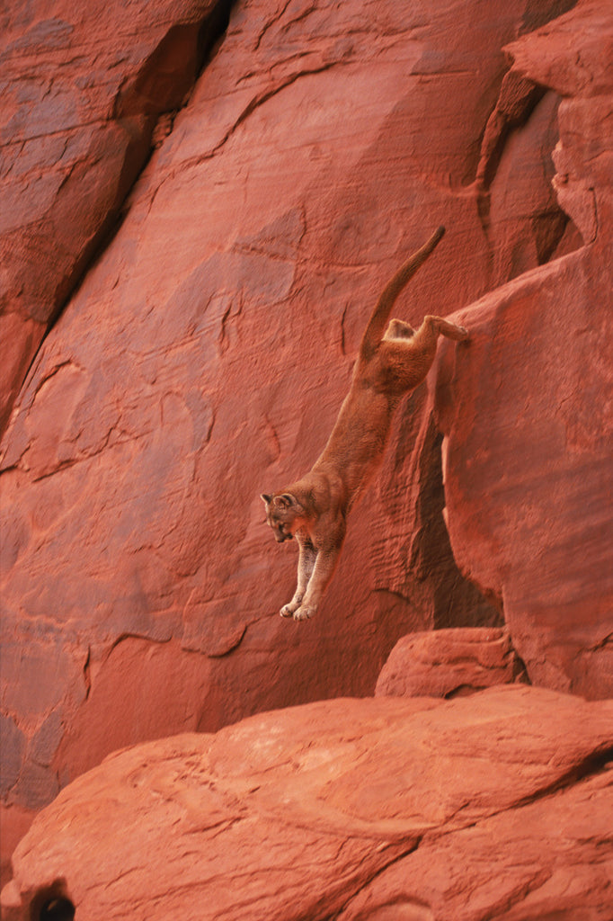 "Canyon Descent" - Mountain Lion