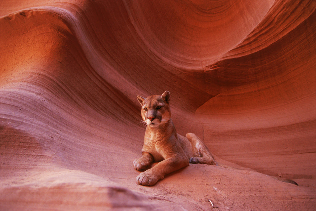 "Relaxed In His Canyon Domain" - Mountain Lion