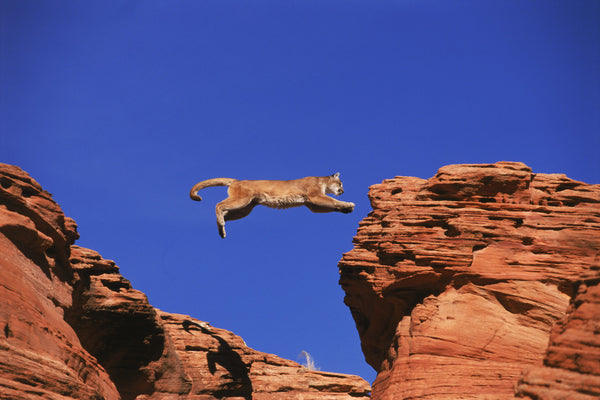"In A Single Bound" - Mountain Lion