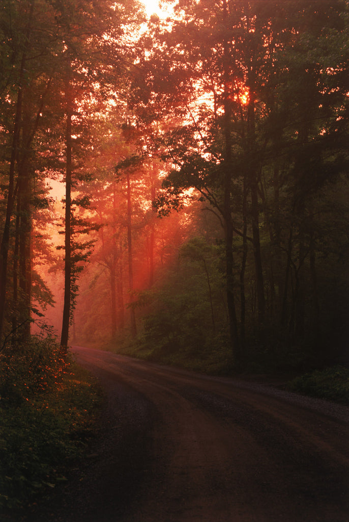 "Morning Road In Greenbrier"