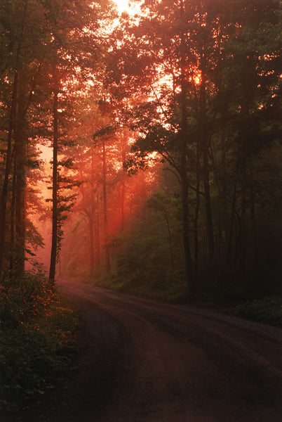 "Morning Road In Greenbrier"