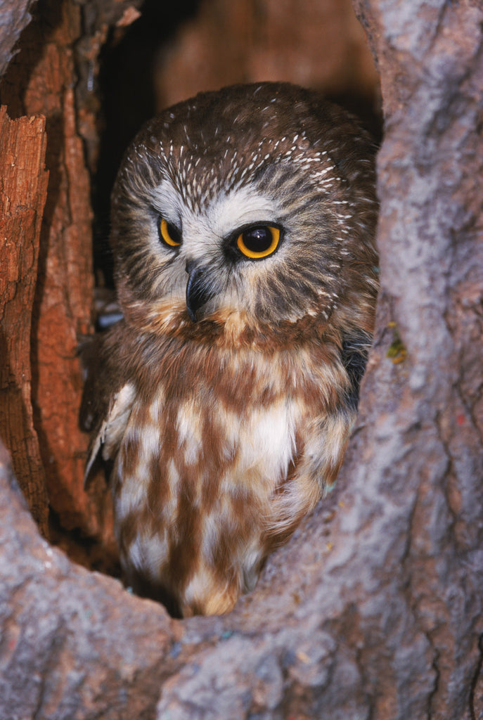 "Tucked Away in Safety" - Saw Whet Owl