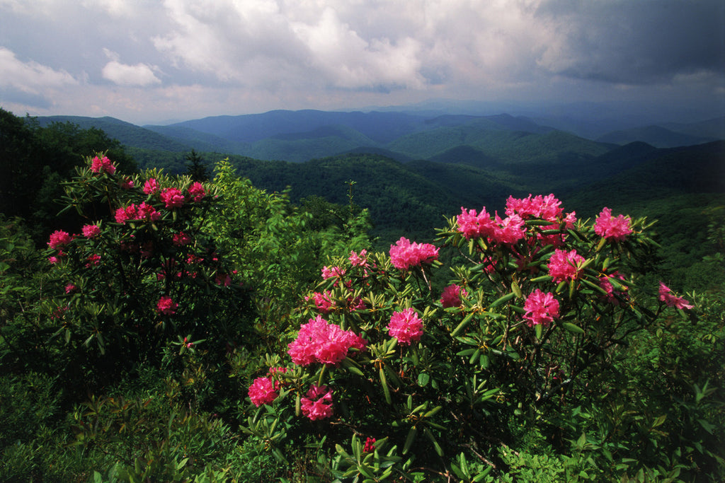 "Summer's High Country Beauty"