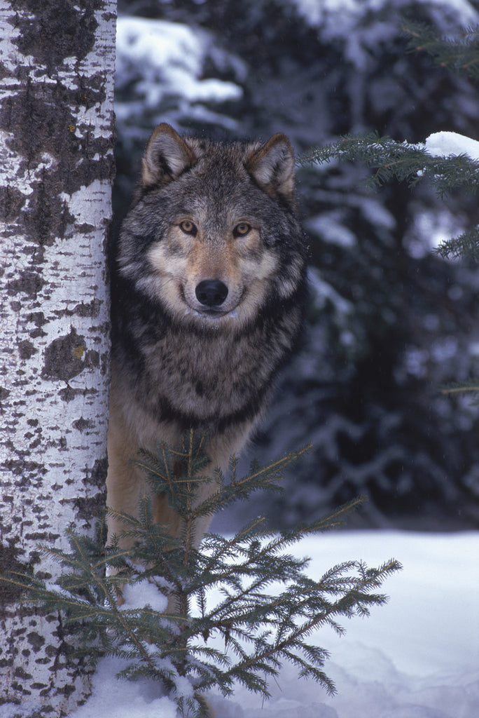 "Strength of Leadership" - Wolf