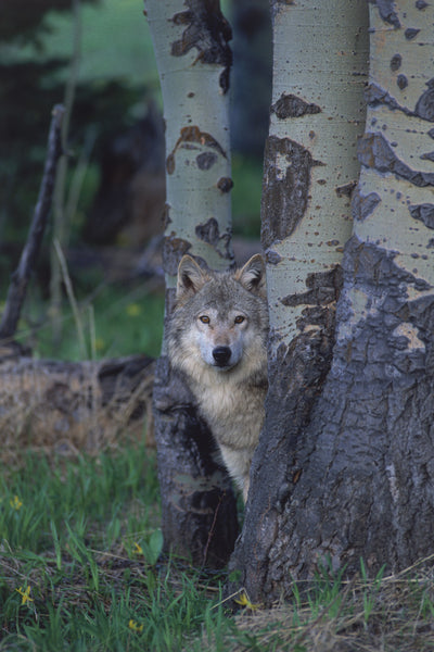 "Watching From An Aspen Grove" - Wolf