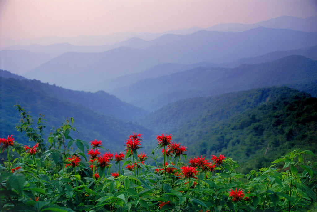 "Bee Balm On a Summer Ridge"