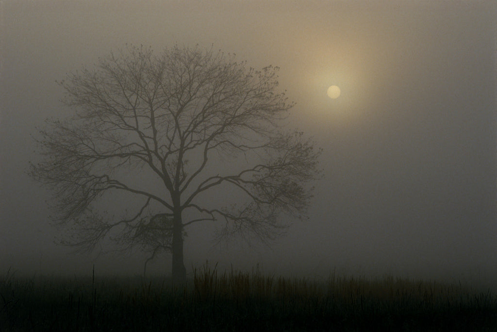 "Open Arms To A Rising Sun"