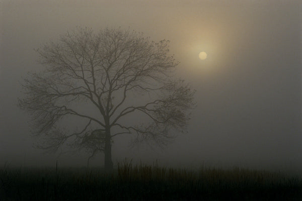 "Open Arms To A Rising Sun"