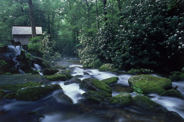 "Outbreak of Rhododendron" - Tub Mill