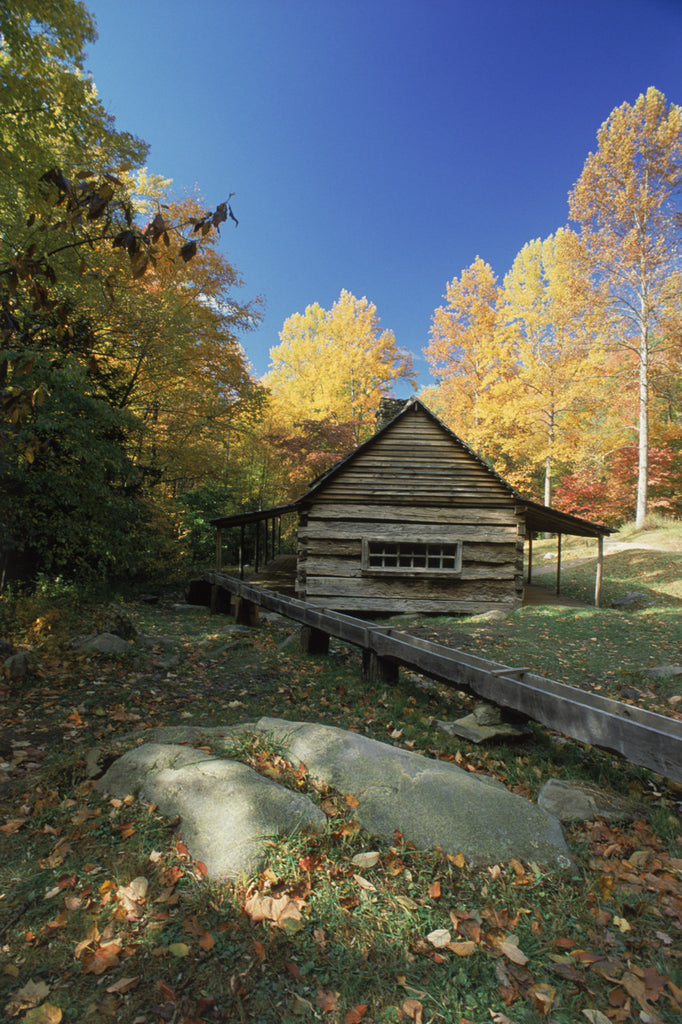 "Golden Autumn Evening at Junglebrook"