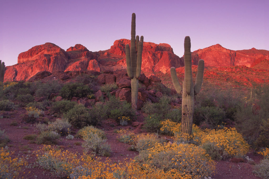 "Evening In The Desert" - Ajo Canyon