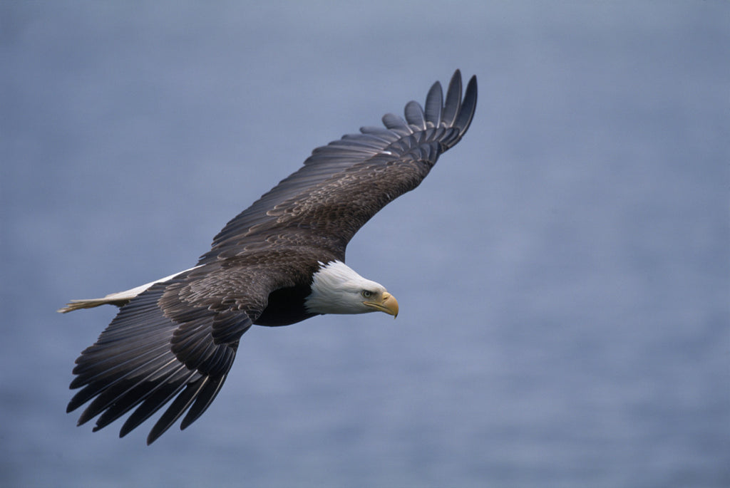 "Surveying the Coastline" - Eagle