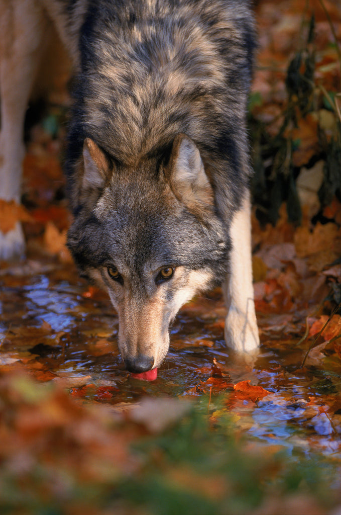 "Autumn Oasis" Grey Wolf