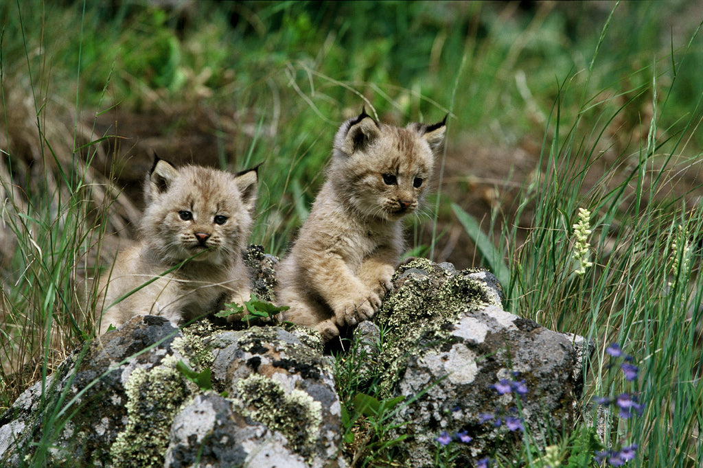 Lynx Kittens