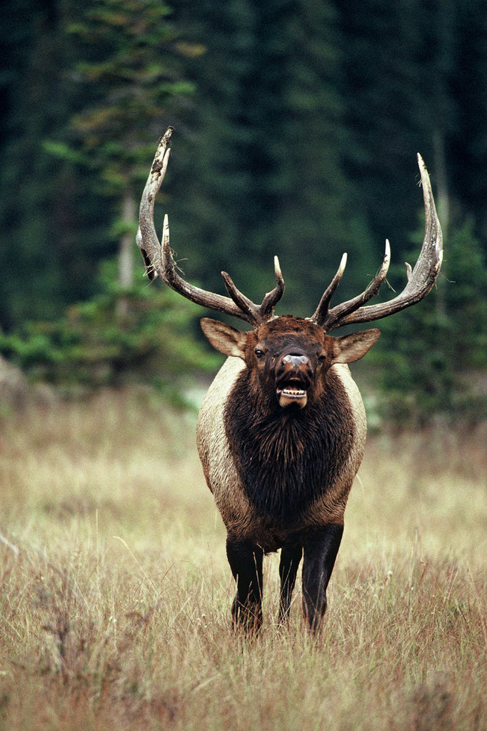 Charging Bull Elk
