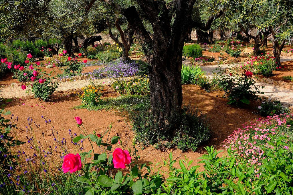 In the Garden- Gethsemane- Israel
