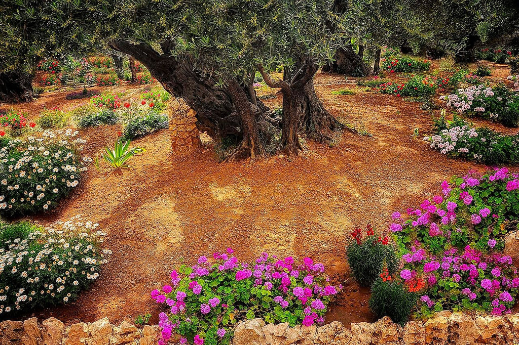 A Propped Ancient Olive Tree- Gethsemane- Israel