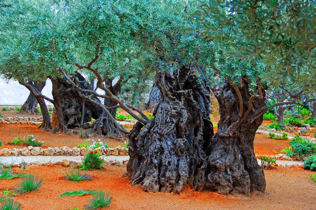 Olive Trees In Gethsemane- Israel